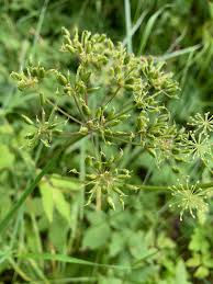 Attēlu rezultāti vaicājumam “Aegopodium podagraria”