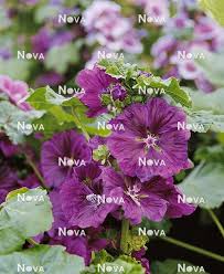 Image result for Malva sylvestris var. mauritiana