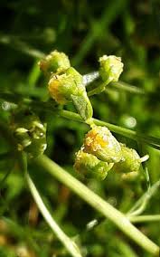 Image result for Artemisia dracunculus