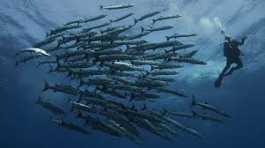 Image result for Dive Barracuda