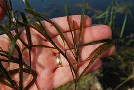 Attēlu rezultāti vaicājumam “Potamogeton compressus”