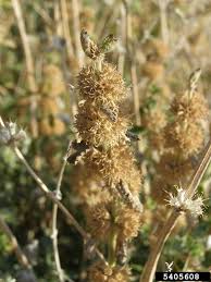 Image result for Marrubium vulgare