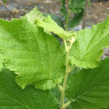 Attēlu rezultāti vaicājumam “Corylus avellana”