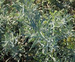 Attēlu rezultāti vaicājumam “Atriplex littoralis leaf”