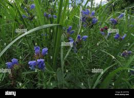 Attēlu rezultāti vaicājumam “Dracocephalum ruyschiana fruit”