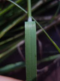 Attēlu rezultāti vaicājumam “Poa palustris leaf”