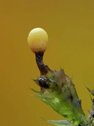 Attēlu rezultāti vaicājumam “Trichia ambigua”