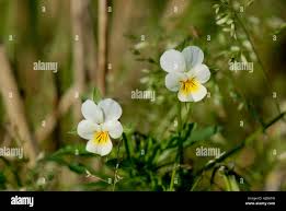 Attēlu rezultāti vaicājumam “Viola arvensis bud”
