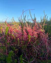 Attēlu rezultāti vaicājumam “Calliergonella cuspidata”