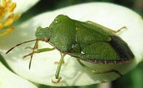 Attēlu rezultāti vaicājumam “Palomena prasina”