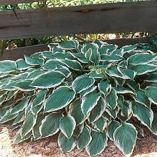 Image result for Hosta fortunei albomarginata