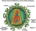 Molecular Expressions Cell Biology: The Human Immunodeficiency Virus (