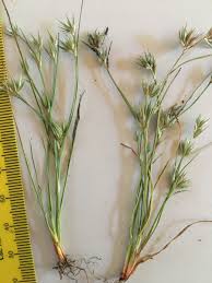 Attēlu rezultāti vaicājumam “Juncus bufonius bud”