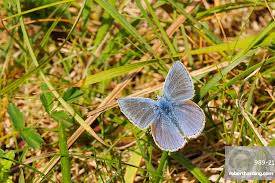 Attēlu rezultāti vaicājumam “Polyommatus icarus”