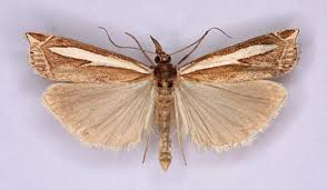 Attēlu rezultāti vaicājumam “Crambus hamella”