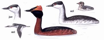 Image result for Podiceps auritus