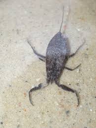 Attēlu rezultāti vaicājumam “Nepa cinerea nymph”