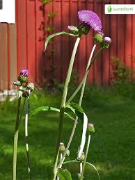 Attēlu rezultāti vaicājumam “Cirsium heterophyllum flower”