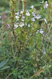 Attēlu rezultāti vaicājumam “Euphrasia”