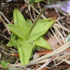 Attēlu rezultāti vaicājumam “Pinguicula vulgaris leaf”