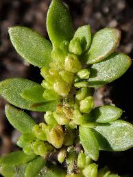 Attēlu rezultāti vaicājumam “Herniaria glabra flower”