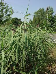 Attēlu rezultāti vaicājumam “Phragmites communis fruit”
