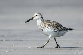 Image result for Calidris tenuirostris
