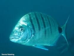 Image result for Diplodus lineatus