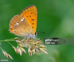 Attēlu rezultāti vaicājumam “Lycaena virgaureae female”
