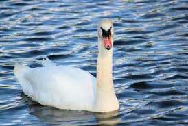Image result for South Yorkshire Swans