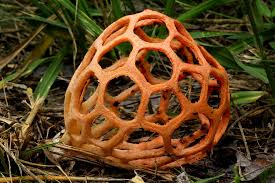 Attēlu rezultāti vaicājumam “Clathrus ruber”