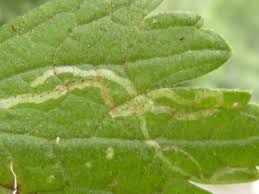 Attēlu rezultāti vaicājumam “Phytomyza ranunculi”