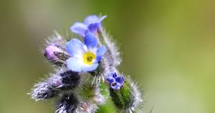 Attēlu rezultāti vaicājumam “Myosotis ramosissima flower”