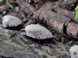 Attēlu rezultāti vaicājumam “Stemonitis lignicola stalked”