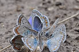 Attēlu rezultāti vaicājumam “Plebejus argus”