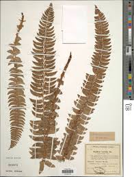 Attēlu rezultāti vaicājumam “Polystichum lonchitis”