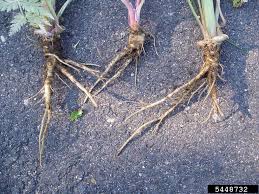 Attēlu rezultāti vaicājumam “Anthriscus sylvestris bud”