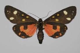 Attēlu rezultāti vaicājumam “Callimorpha dominula”