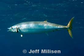 Image result for Acanthocybium solandri