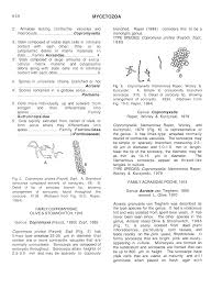Attēlu rezultāti vaicājumam “Brefeldia maxima young”
