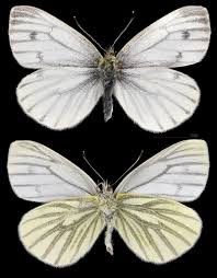 Attēlu rezultāti vaicājumam “Pieris napi female”