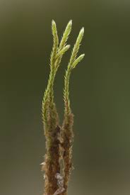 Attēlu rezultāti vaicājumam “Philonotis sporophyte”