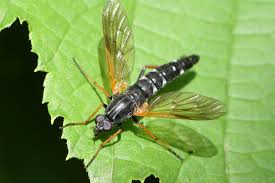 Attēlu rezultāti vaicājumam “Therevidae”