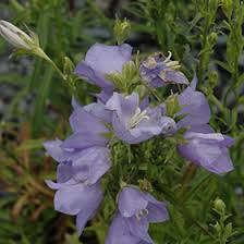 Image result for Campanula persicifolia