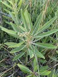 Attēlu rezultāti vaicājumam “Bilimbia tetramera”