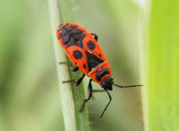 Attēlu rezultāti vaicājumam “Pyrrhocoris apterus”