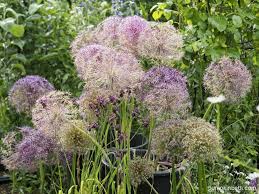 Attēlu rezultāti vaicājumam “Allium scorodoprasum flower”