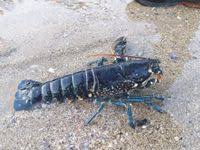 Image result for Homarus gammarus