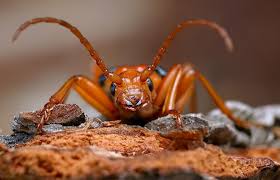 Attēlu rezultāti vaicājumam “Rhamnusium bicolor”