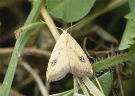 Attēlu rezultāti vaicājumam “Rivula sericealis”